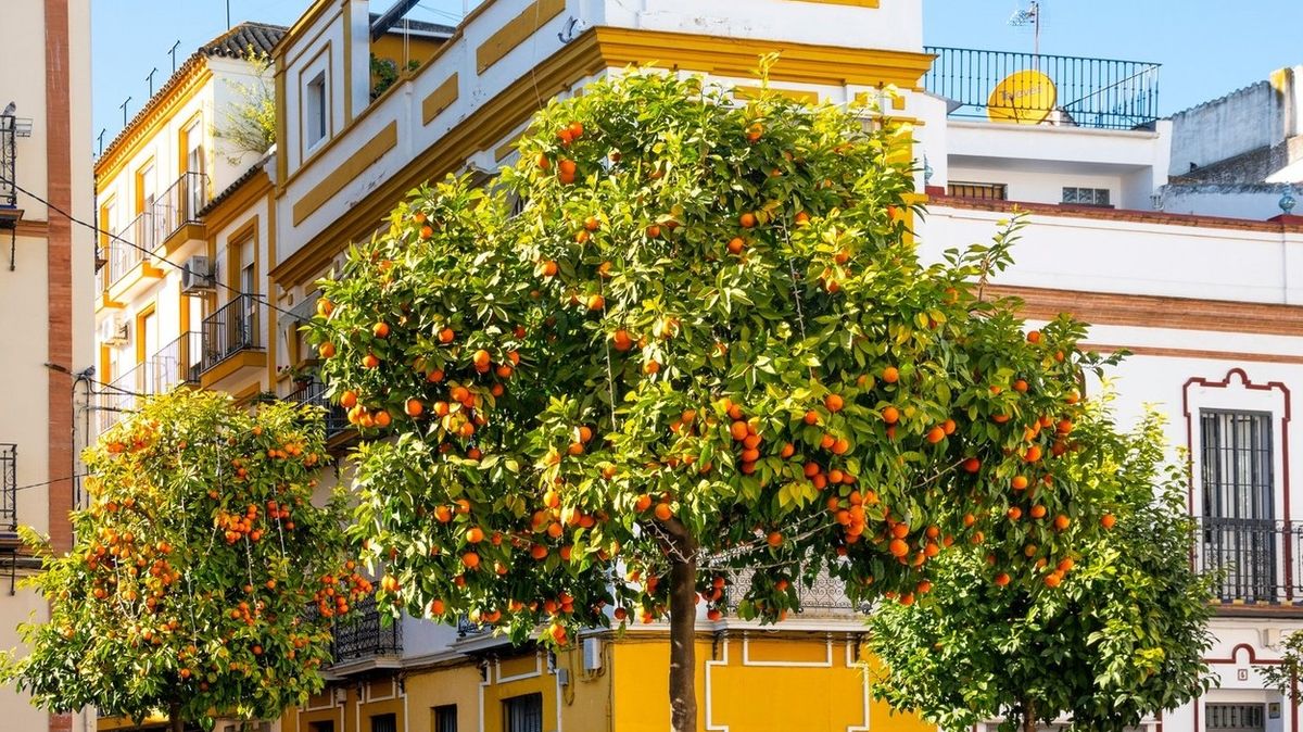 Ve Španělsku budou vyrábět elektřinu z pomerančů